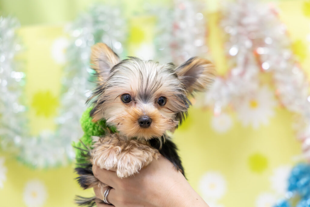 現在の画像に代替テキストがありません。ファイル名: 4F4A9607-1-scaled.jpg