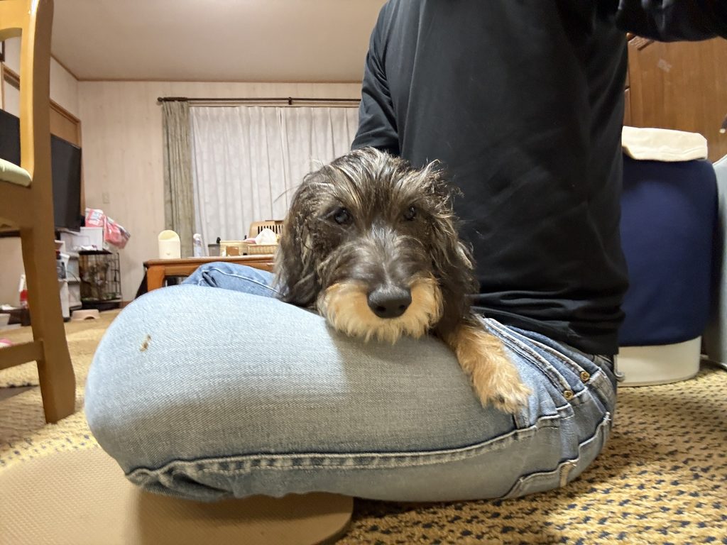 オーナーの膝上にいるダックスフンド